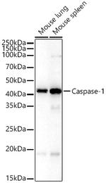 Caspase 1 Antibody in Western Blot (WB)