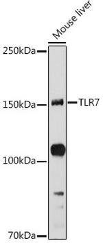 TLR7 Antibody in Western Blot (WB)