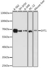 Synaptotagmin 1 Antibody in Western Blot (WB)