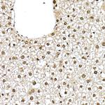 ID2 Antibody in Immunohistochemistry (Paraffin) (IHC (P))