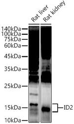 ID2 Antibody in Western Blot (WB)