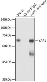 YAP1 Antibody in Immunoprecipitation (IP)