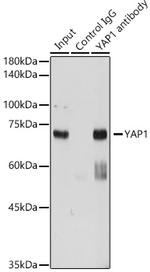 YAP1 Antibody in Immunoprecipitation (IP)
