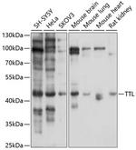 TTL Antibody in Western Blot (WB)