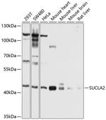 SUCLA2 Antibody in Western Blot (WB)