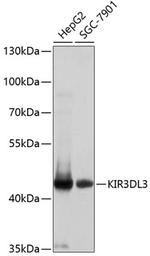 KIR3DL3 Antibody in Western Blot (WB)