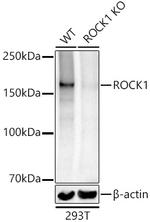 ROCK1 Antibody in Western Blot (WB)