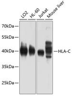 HLA-C Antibody in Western Blot (WB)