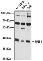 TRIB1 Antibody in Western Blot (WB)