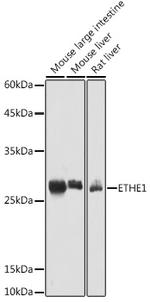 ETHE1 Antibody in Western Blot (WB)