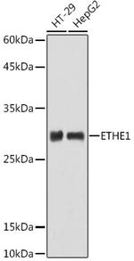 ETHE1 Antibody in Western Blot (WB)