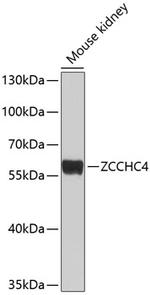 ZCCHC4 Antibody in Western Blot (WB)