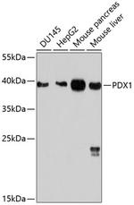 PDX1 Antibody in Western Blot (WB)