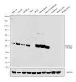 CNPase Antibody in Western Blot (WB)