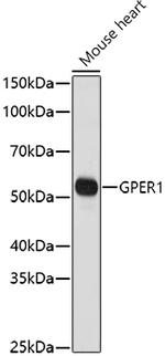 GPR30 Antibody in Western Blot (WB)