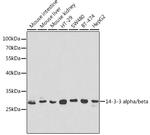 14-3-3 beta Antibody in Western Blot (WB)