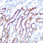 SGK1 Antibody in Immunohistochemistry (Paraffin) (IHC (P))