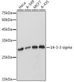 14-3-3 sigma Antibody in Western Blot (WB)