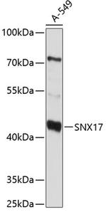 SNX17 Antibody in Western Blot (WB)