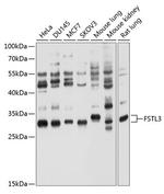 FLRG Antibody in Western Blot (WB)