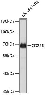 CD226 Antibody in Western Blot (WB)