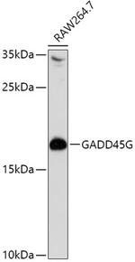 GADD45G Antibody in Western Blot (WB)