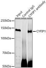 CYFIP1 Antibody in Immunoprecipitation (IP)