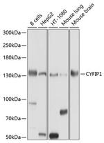 CYFIP1 Antibody in Western Blot (WB)