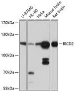 BICD2 Antibody in Western Blot (WB)