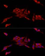 CISD1 Antibody in Immunocytochemistry (ICC/IF)