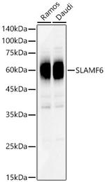 Ly-108 Antibody in Western Blot (WB)