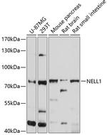 NELL1 Antibody in Western Blot (WB)
