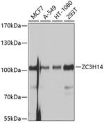 ZC3H14 Antibody in Western Blot (WB)