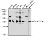 B7-H4 Antibody in Western Blot (WB)