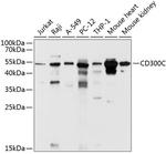 CD300c Antibody in Western Blot (WB)