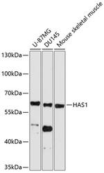 HAS1 Antibody in Western Blot (WB)