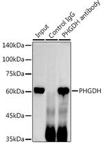 PHGDH Antibody in Immunoprecipitation (IP)