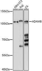 ADAM8 Antibody in Western Blot (WB)