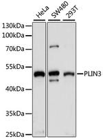 TIP47 Antibody in Western Blot (WB)