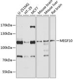 MEGF10 Antibody in Western Blot (WB)