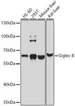 SIGLEC8 Antibody in Western Blot (WB)