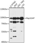 RAP1GAP Antibody in Western Blot (WB)