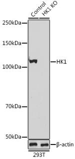 HK1 Antibody in Western Blot (WB)