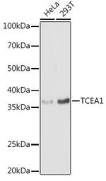 TCEA1 Antibody in Western Blot (WB)