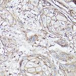 SLC16A3 Antibody in Immunohistochemistry (Paraffin) (IHC (P))