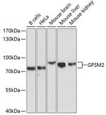 GPSM2 Antibody in Western Blot (WB)