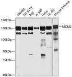 MCM2 Antibody in Western Blot (WB)