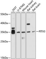 PITX3 Antibody in Western Blot (WB)