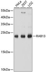 RAB13 Antibody in Western Blot (WB)