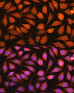 14-3-3 epsilon Antibody in Immunocytochemistry (ICC/IF)